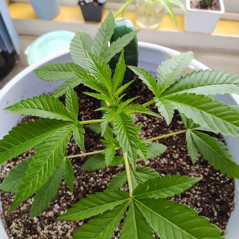 Wedding Cake 🍰 growlog timeline photo