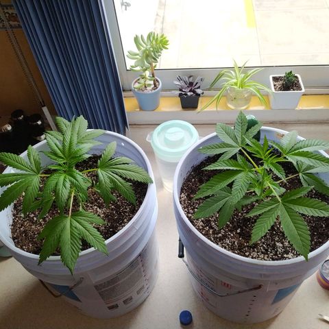 Wedding Cake 🍰 growlog timeline photo