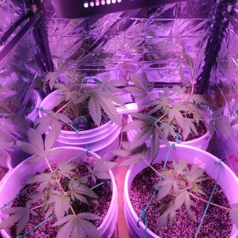 Wedding Cake 🍰 growlog timeline photo