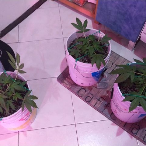 Wedding Cake 🍰 growlog timeline photo