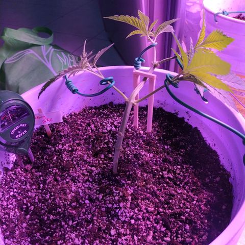 Wedding Cake 🍰 growlog timeline photo