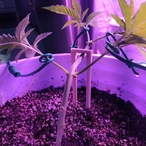 Wedding Cake 🍰 growlog timeline photo