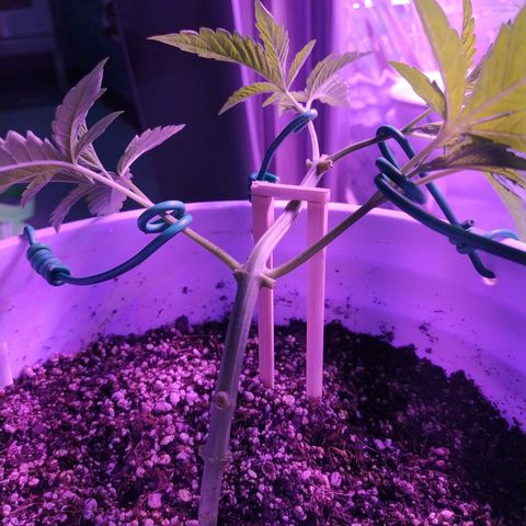 Wedding Cake 🍰 growlog timeline photo