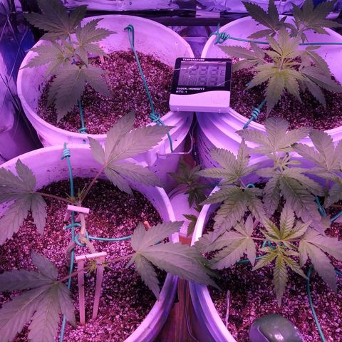 Wedding Cake 🍰 growlog timeline photo