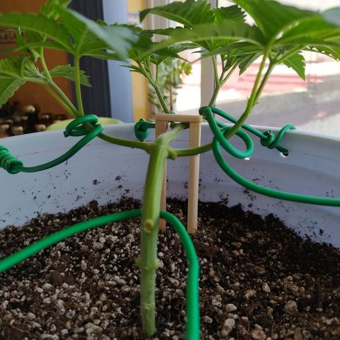 Wedding Cake 🍰 growlog timeline photo