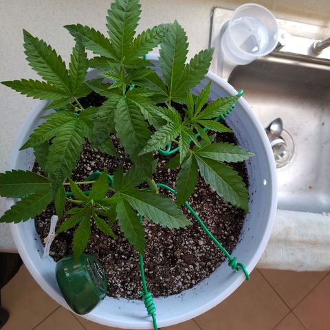 Wedding Cake 🍰 growlog timeline photo