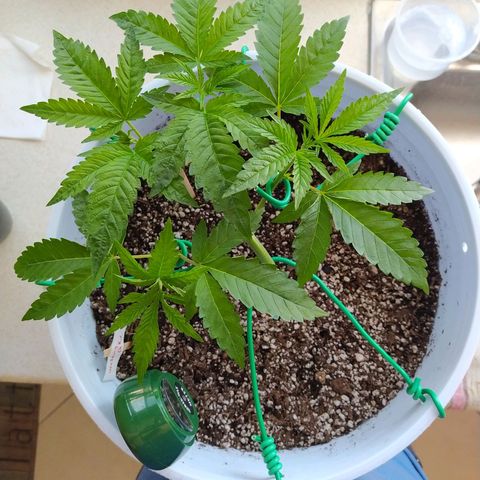 Wedding Cake 🍰 growlog timeline photo