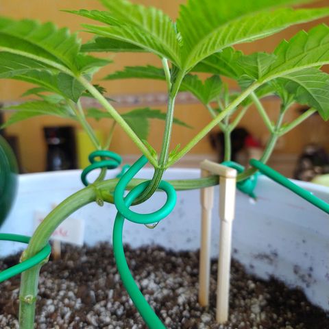 Wedding Cake 🍰 growlog timeline photo