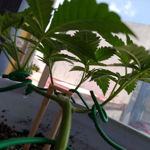 Wedding Cake 🍰 growlog timeline photo