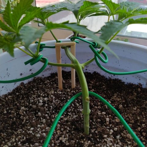 Wedding Cake 🍰 growlog timeline photo