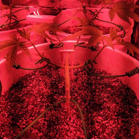 Wedding Cake 🍰 growlog timeline photo