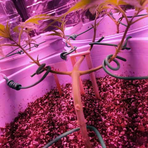 Wedding Cake 🍰 growlog timeline photo