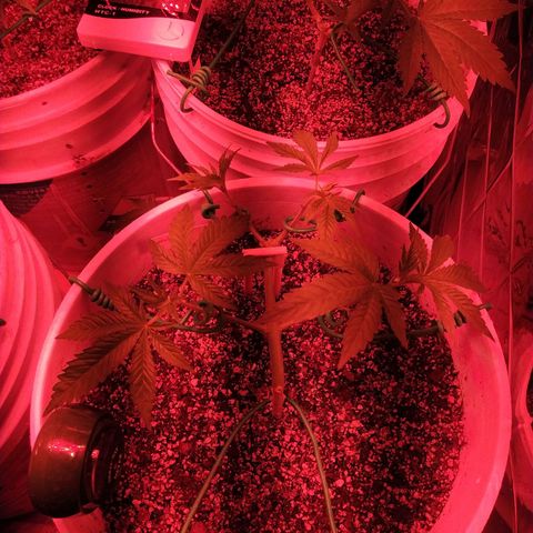 Wedding Cake 🍰 growlog timeline photo