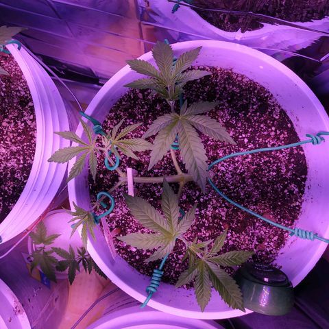 Wedding Cake 🍰 growlog timeline photo