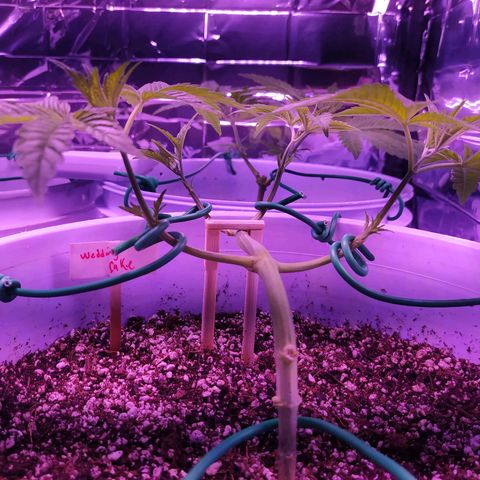 Wedding Cake 🍰 growlog timeline photo