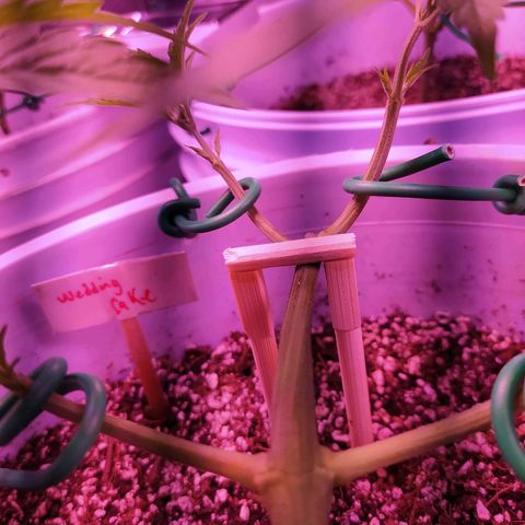 Wedding Cake 🍰 growlog timeline photo