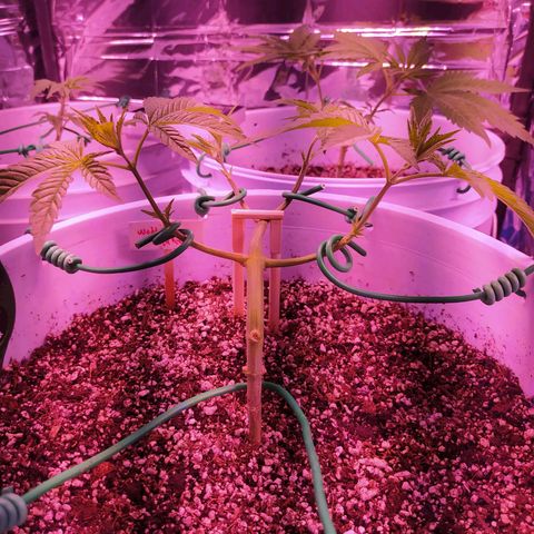 Wedding Cake 🍰 growlog timeline photo