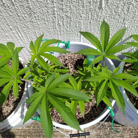 Wedding Cake 🍰 growlog timeline photo