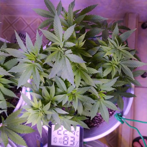 Wedding Cake 🍰 growlog timeline photo