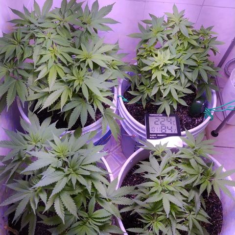 Wedding Cake 🍰 growlog timeline photo