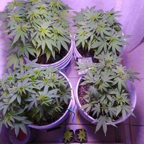 Wedding Cake 🍰 growlog timeline photo