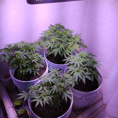 Wedding Cake 🍰 growlog timeline photo