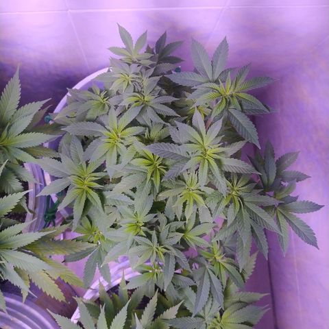 Wedding Cake 🍰 growlog timeline photo