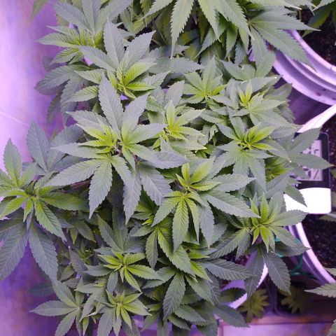 Wedding Cake 🍰 growlog timeline photo
