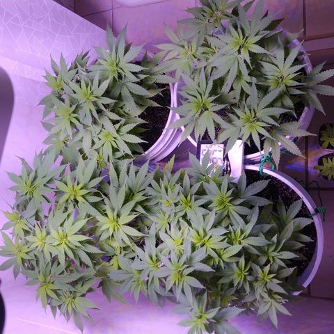 Wedding Cake 🍰 growlog timeline photo