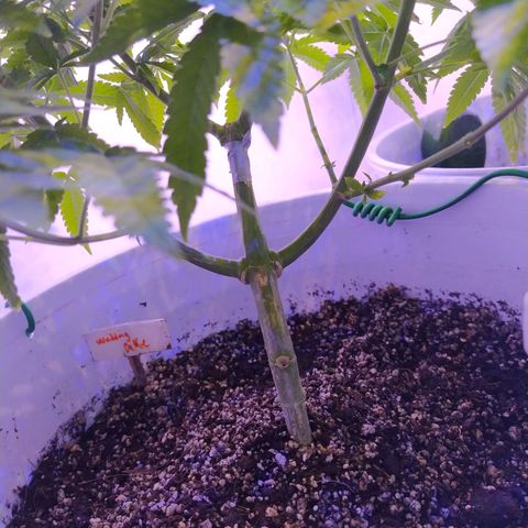 Wedding Cake 🍰 growlog timeline photo