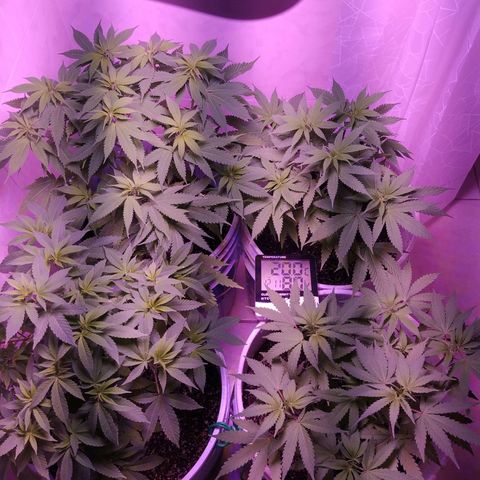 Wedding Cake 🍰 growlog timeline photo