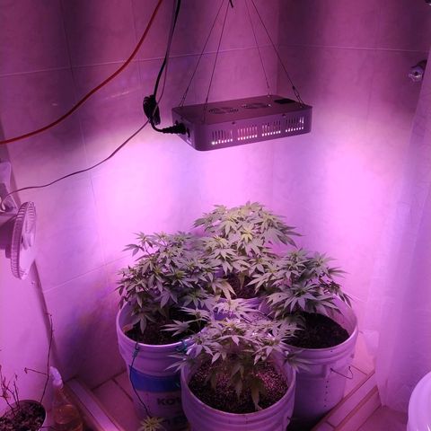 Wedding Cake 🍰 growlog timeline photo