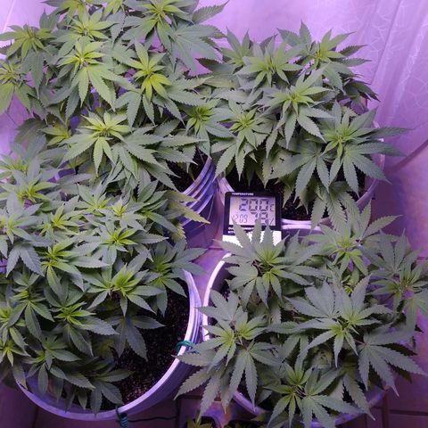 Wedding Cake 🍰 growlog timeline photo