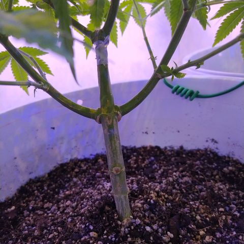 Wedding Cake 🍰 growlog timeline photo
