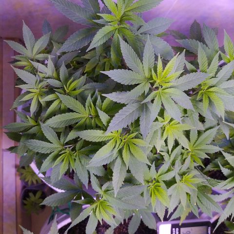 Wedding Cake 🍰 growlog timeline photo