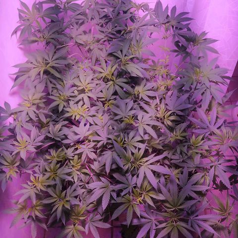 Wedding Cake 🍰 growlog timeline photo