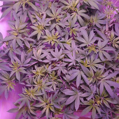 Wedding Cake 🍰 growlog timeline photo