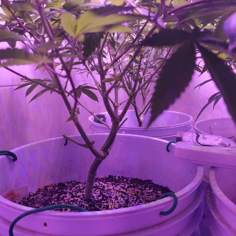 Wedding Cake 🍰 growlog timeline photo