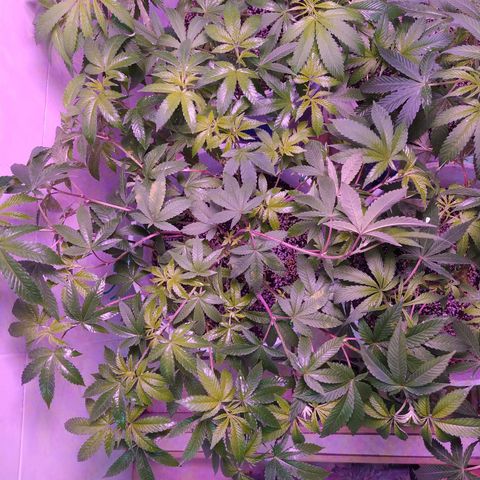 Wedding Cake 🍰 growlog timeline photo