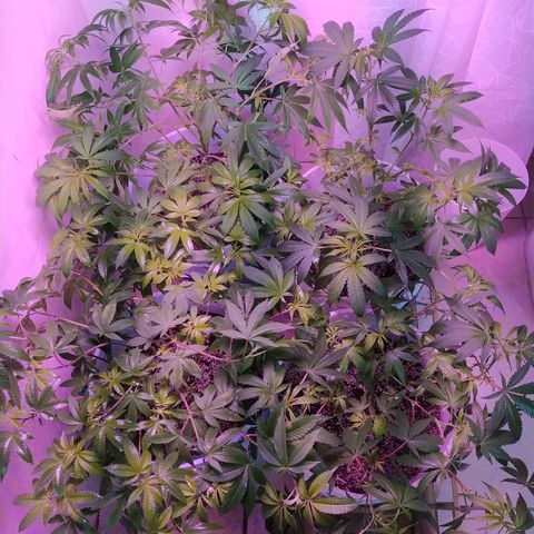 Wedding Cake 🍰 growlog timeline photo