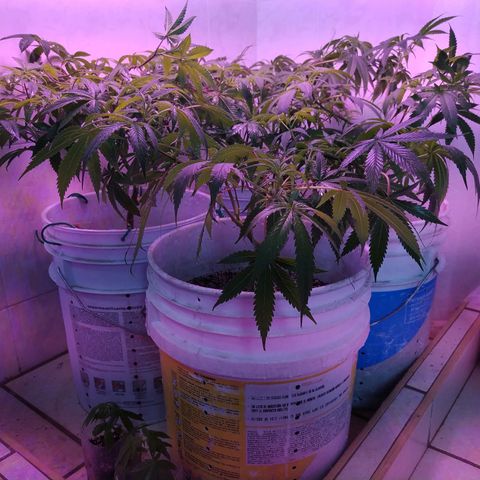 Wedding Cake 🍰 growlog timeline photo