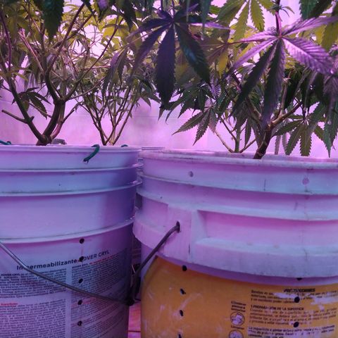 Wedding Cake 🍰 growlog timeline photo