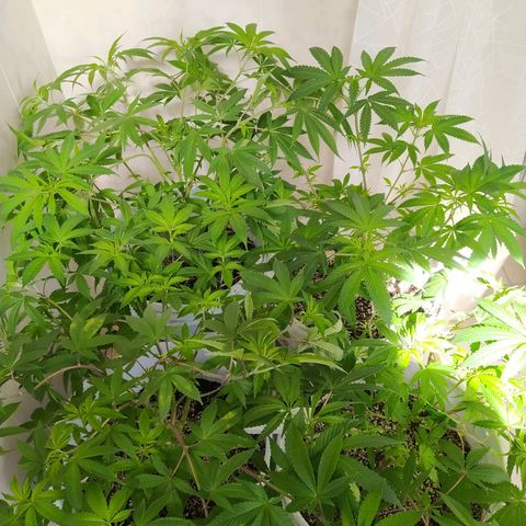 Wedding Cake 🍰 growlog timeline photo