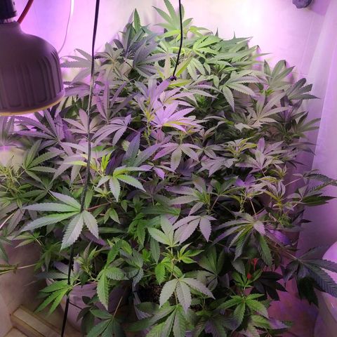 Wedding Cake 🍰 growlog timeline photo