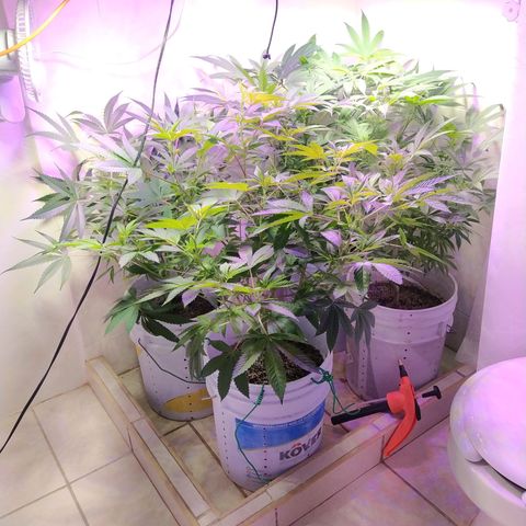 Wedding Cake 🍰 growlog timeline photo