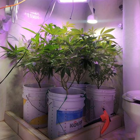 Wedding Cake 🍰 growlog timeline photo