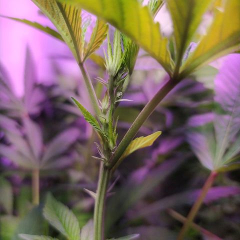 Wedding Cake 🍰 growlog timeline photo