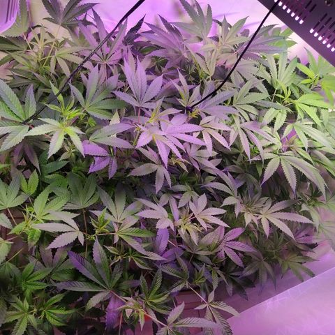 Wedding Cake 🍰 growlog timeline photo