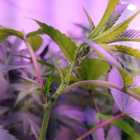 Wedding Cake 🍰 growlog timeline photo