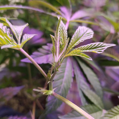 Wedding Cake 🍰 growlog timeline photo